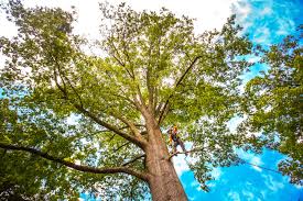 Tree and Shrub Care in South Oroville, CA