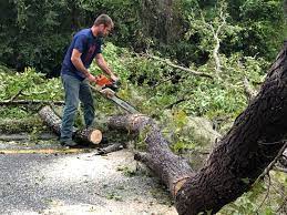 Professional Tree Services in South Oroville, CA