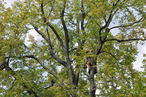 How Our Tree Care Process Works  in  South Oroville, CA